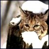 bobcat 