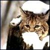 bobcat 