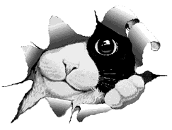 1132550842pet4 