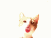 1132551621catlick 