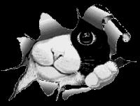 1132550842pet4 