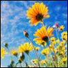 africandaisies 